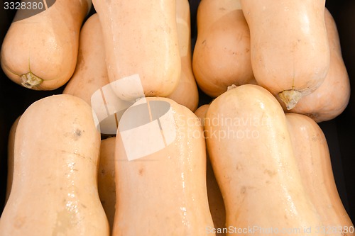 Image of elongated pumpkins