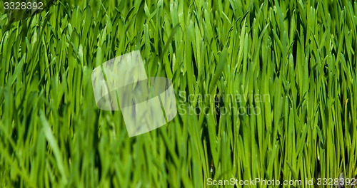 Image of green grass background