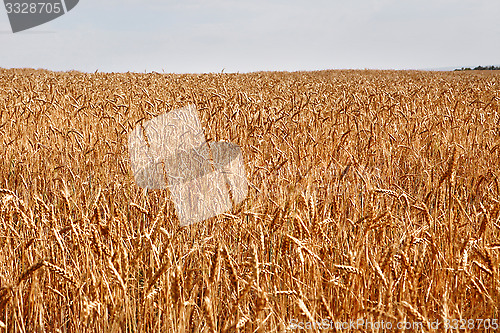 Image of Field of yellow wheat