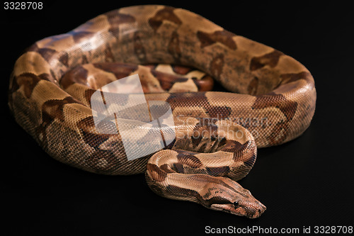 Image of Boa constrictors  isolated on black background