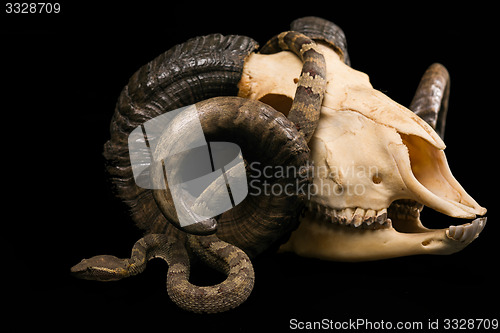 Image of The male morelia spilota harrisoni python on black background