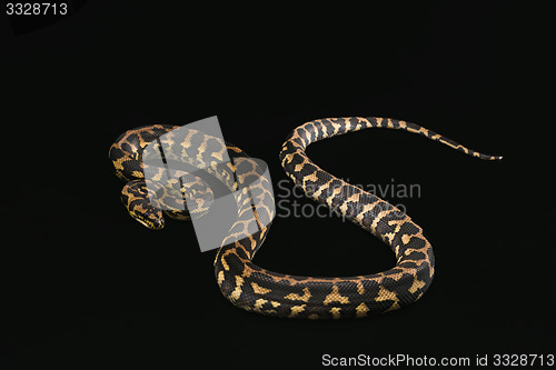 Image of The male morelia spilota harrisoni python on black background