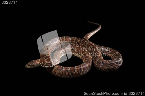 Image of Hispaniolan boa, Chilabothrus or epicrates striatus