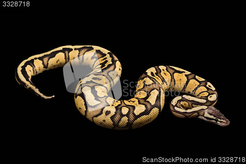 Image of Female Ball Python. Firefly Morph or Mutation