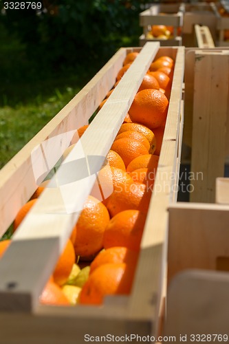 Image of Oranges in wooden crates