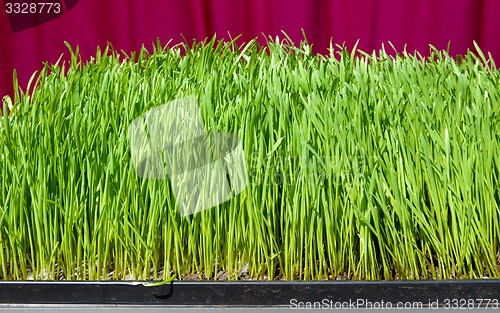 Image of green grass background