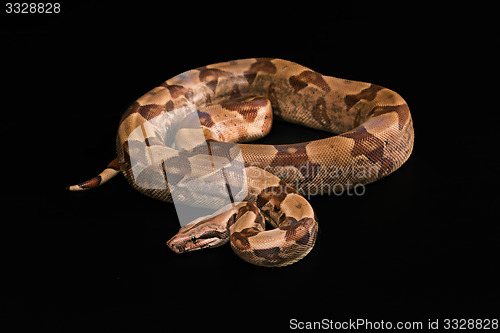 Image of Boa constrictors  isolated on black background