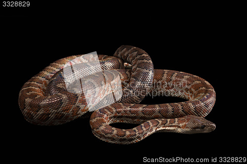 Image of Hispaniolan boa, Chilabothrus or epicrates striatus