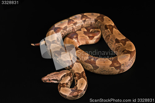 Image of Boa constrictors  isolated on black background