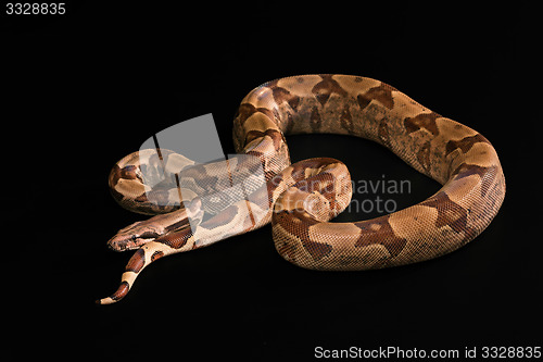 Image of Boa constrictors  isolated on black background