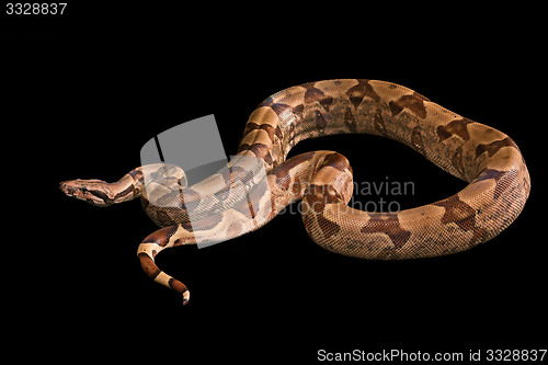 Image of Boa constrictors  isolated on black background