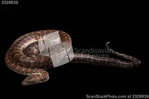 Image of Hispaniolan boa, Chilabothrus or epicrates striatus