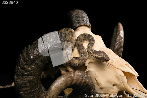 Image of The male morelia spilota harrisoni python on black background