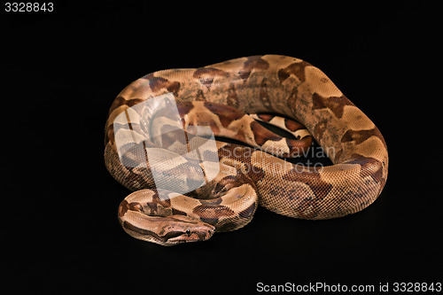 Image of Boa constrictors  isolated on black background