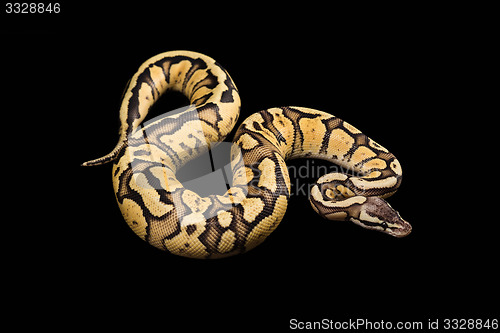 Image of Female Ball Python. Firefly Morph or Mutation