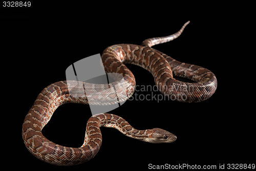 Image of Hispaniolan boa, Chilabothrus or epicrates striatus