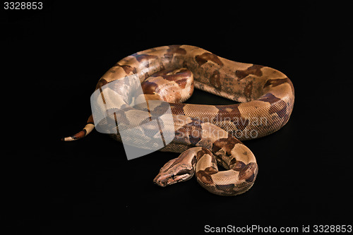 Image of Boa constrictors  isolated on black background