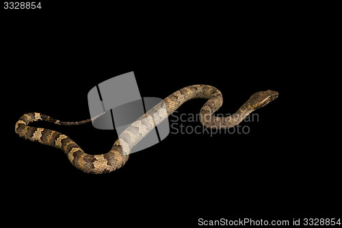 Image of The male morelia spilota harrisoni python on black background