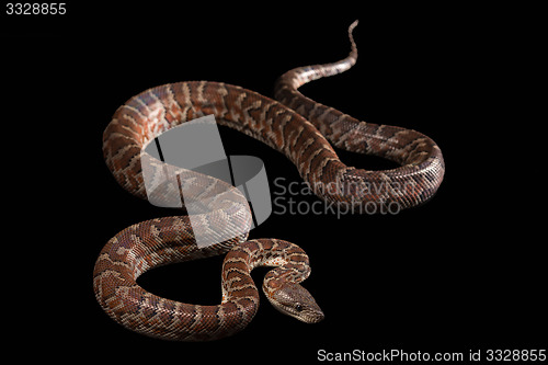 Image of Hispaniolan boa, Chilabothrus or epicrates striatus