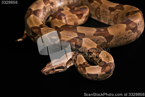 Image of Boa constrictors  isolated on black background