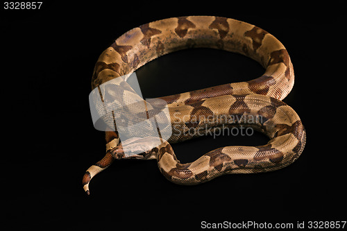 Image of Boa constrictors  isolated on black background