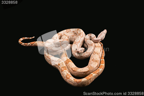 Image of Trimeresurus puniceus