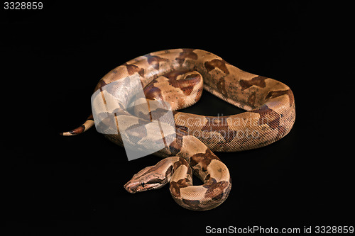 Image of Boa constrictors  isolated on black background