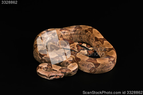 Image of Boa constrictors  isolated on black background