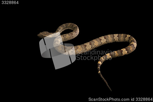 Image of The male morelia spilota harrisoni python on black background