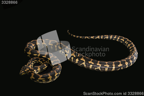 Image of The male morelia spilota harrisoni python on black background