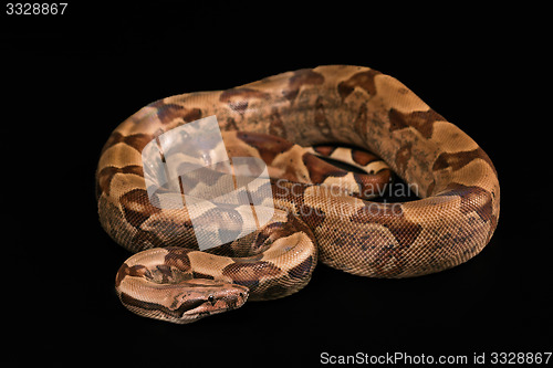 Image of Boa constrictors  isolated on black background