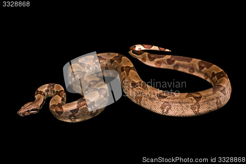 Image of Boa constrictors  isolated on black background