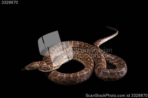 Image of Hispaniolan boa, Chilabothrus or epicrates striatus