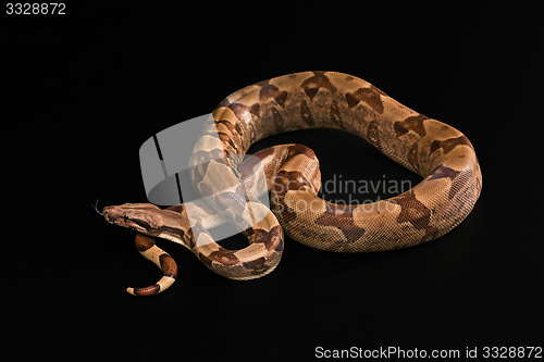 Image of Boa constrictors  isolated on black background