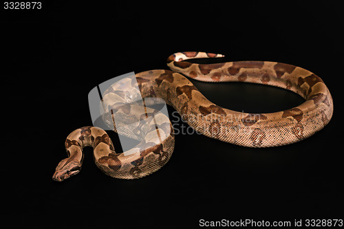 Image of Boa constrictors  isolated on black background