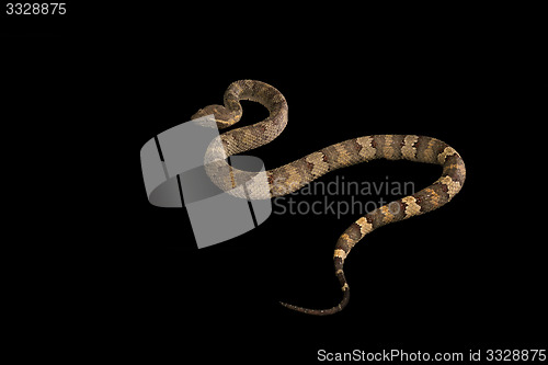 Image of The male morelia spilota harrisoni python on black background