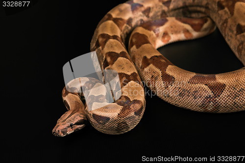 Image of Boa constrictors  isolated on black background