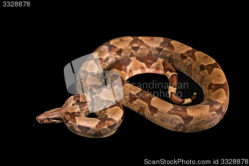 Image of Boa constrictors  isolated on black background