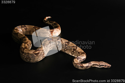 Image of Boa constrictors  isolated on black background