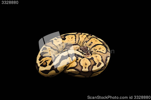 Image of Female Ball Python. Firefly Morph or Mutation