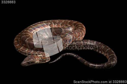 Image of Hispaniolan boa, Chilabothrus or epicrates striatus