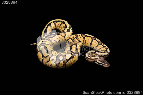 Image of Female Ball Python. Firefly Morph or Mutation