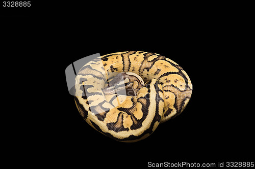 Image of Female Ball Python. Firefly Morph or Mutation