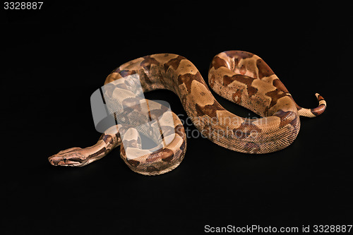 Image of Boa constrictors  isolated on black background