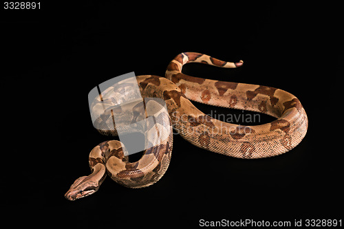 Image of Boa constrictors  isolated on black background