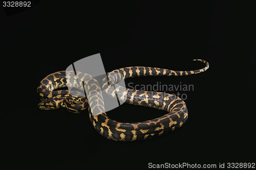 Image of The male morelia spilota harrisoni python on black background