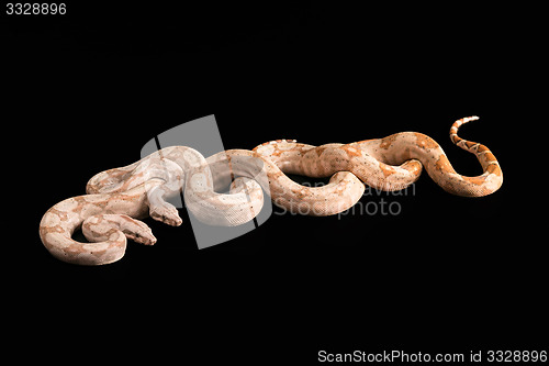 Image of Trimeresurus puniceus