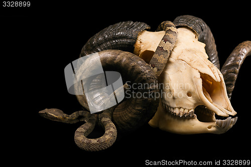 Image of The male morelia spilota harrisoni python on black background