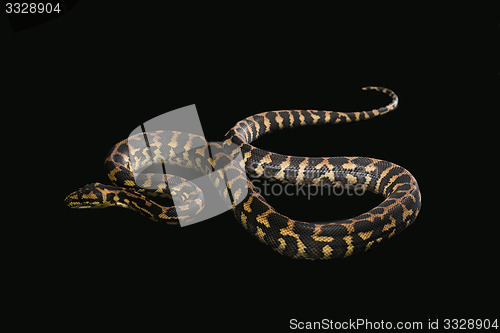 Image of The male morelia spilota harrisoni python on black background