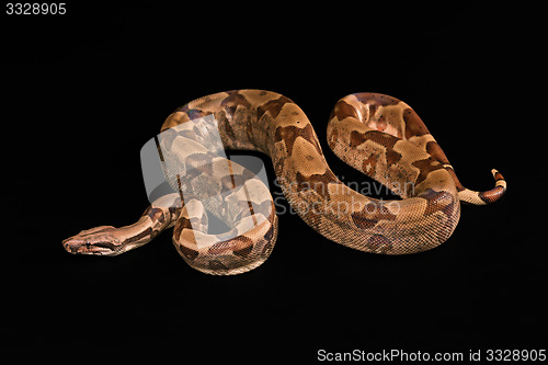 Image of Boa constrictors  isolated on black background